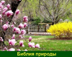 Библия природы Вопрос священнику о книгах Господа