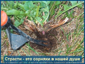 Грехи, сорняки