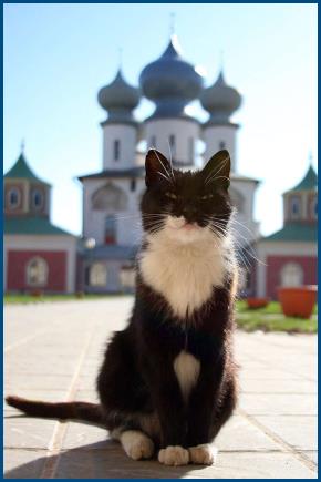 Кот, у храма