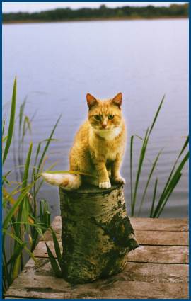 Кот