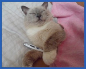 кот, болеет