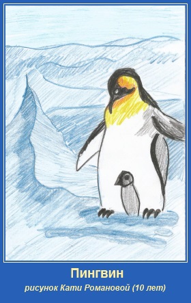 Пигнвин. Рисунок