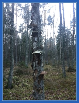 Ноябрь, декабрь, лес, береза, чага