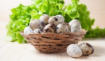 О пользе перепелиных яиц