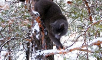 Праздник для кота | Рассказ