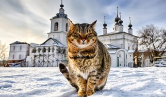 Светлый кот | Рассказ