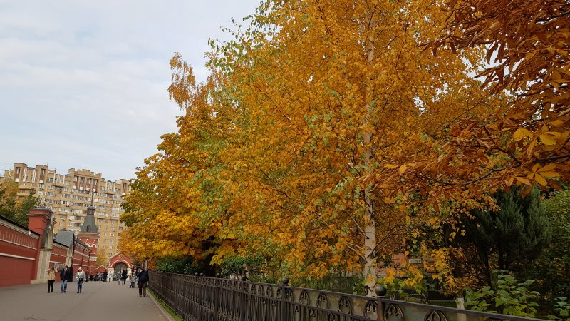 Осенняя береза
