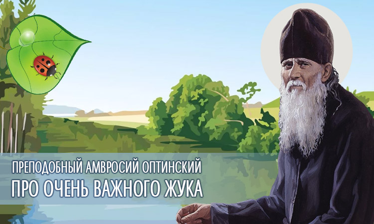 Про очень важного жука