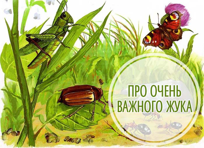 Про очень важного жука