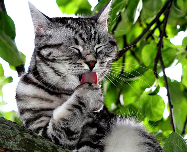 Кошка моется