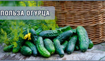 Польза огурца