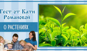 О растениях | Тест Кати Р.