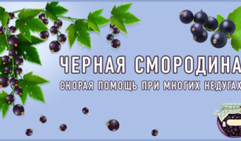 Черная смородина – скорая помощь при многих недугах