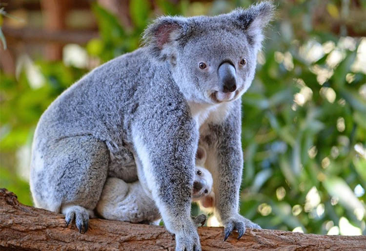 Коала