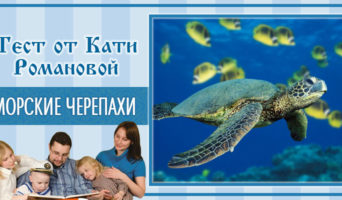 Морские черепахи | Тест Кати Р.