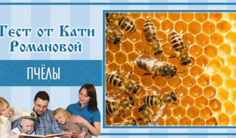 Пчёлы | Тест Кати Р.
