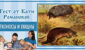 Утконосы и ехидны | Тест Кати Р.