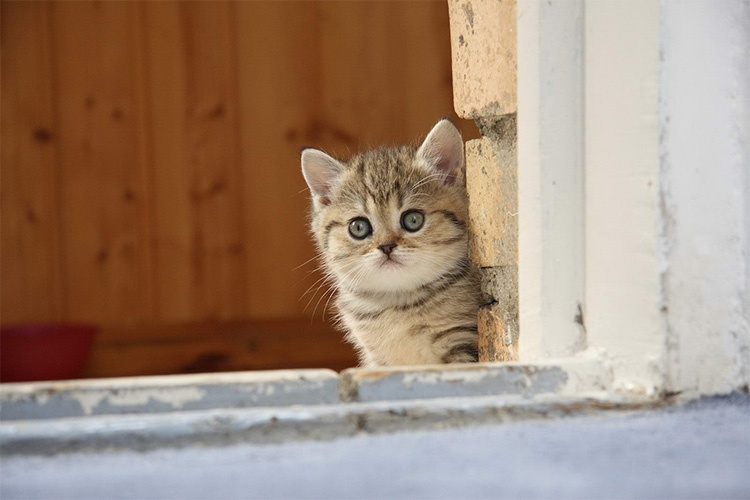 Котенок