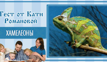 Хамелеоны | Тест Кати Р.