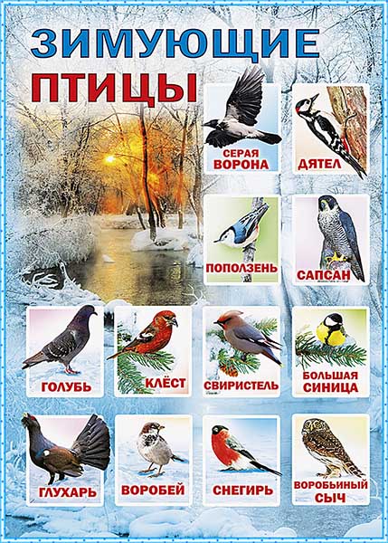 Зимующие птицы России