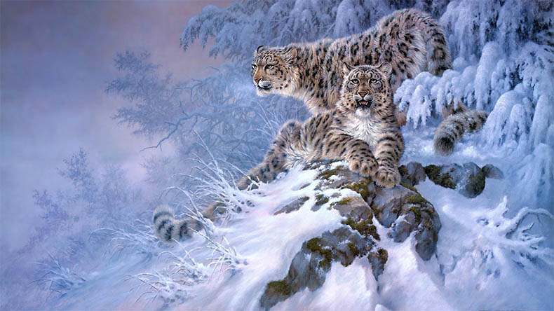 Снежные барсы