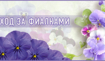Уход за фиалками