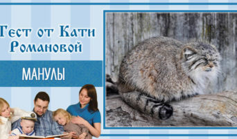 Манулы | Тест Кати Р.