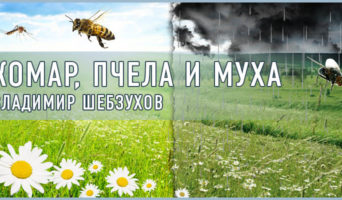 Комар, пчела и муха. Владимир Шебзухов