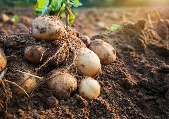 Куст картофеля