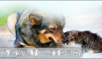 Есть ли душа у собак и кошек?