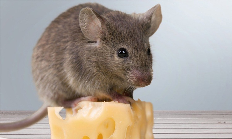 Мышь и сыр