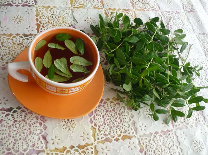 Чай из листьев клюквы