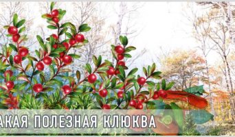 Такая полезная клюква