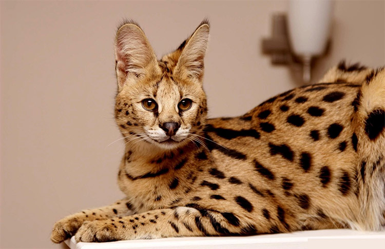 Кошка Саванна