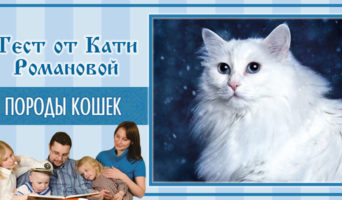 Породы кошек | Тест Кати Р.