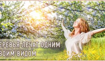 Деревья лечат одним своим видом