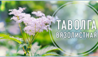 Таволга вязолистная
