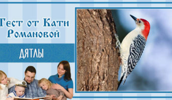 Дятлы | Тест Кати Р.
