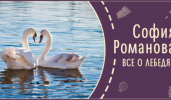 Все о лебедях | Рассказ Софии Р.