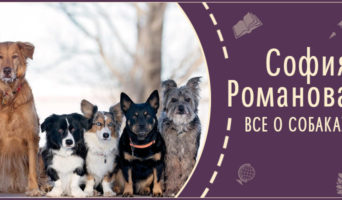 Все о собаках | Рассказ Софии Р.