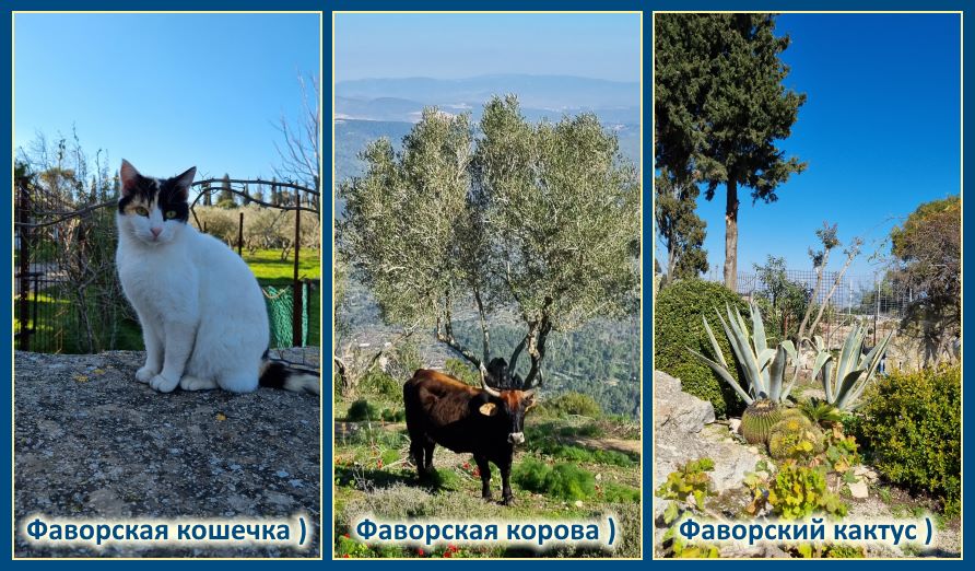 Посещение Галилеи, Фавора и Назарета 🙏 Рассказ 7 Фаворская кошечка, корова и кактус