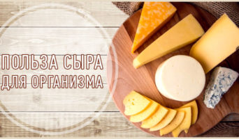 Польза сыра для организма