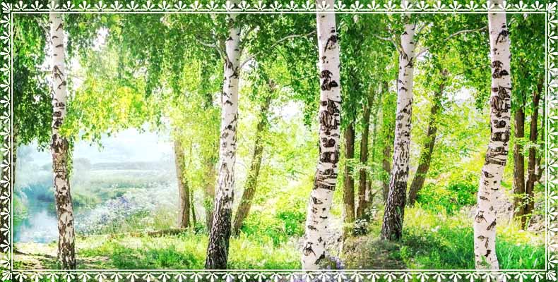 Интересные факты о деревьях | Рассказ Софии Р. 2 Березы