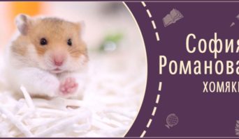 Хомяки | Рассказ Софии Р.