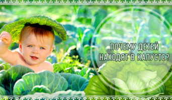 Почему детей «находят в капусте»?