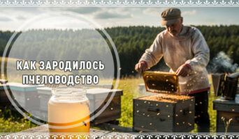 Как зародилось пчеловодство