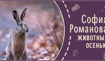 Животные осенью | Рассказ Софии Р.